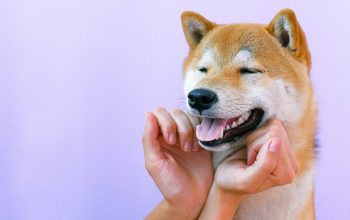 dogbg1