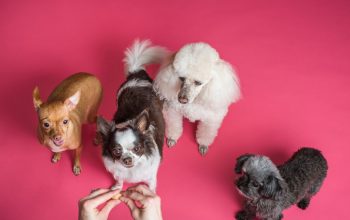 dogbg2