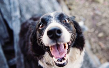 dogbg3